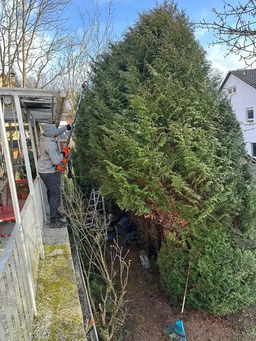 Hoher Nadelbaum im Hausgarten vor dem Rückschnitt