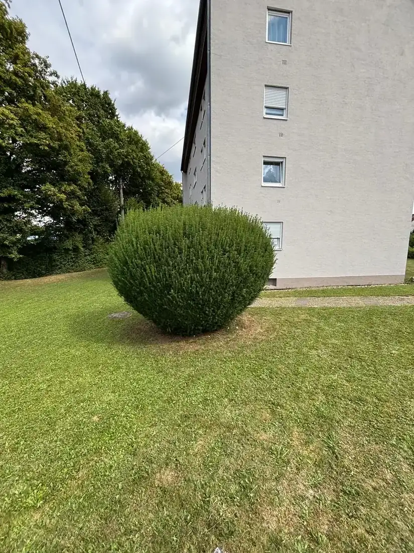 Kugelförmig geschnittener Strauch vor einem Mehrfamilienhaus
