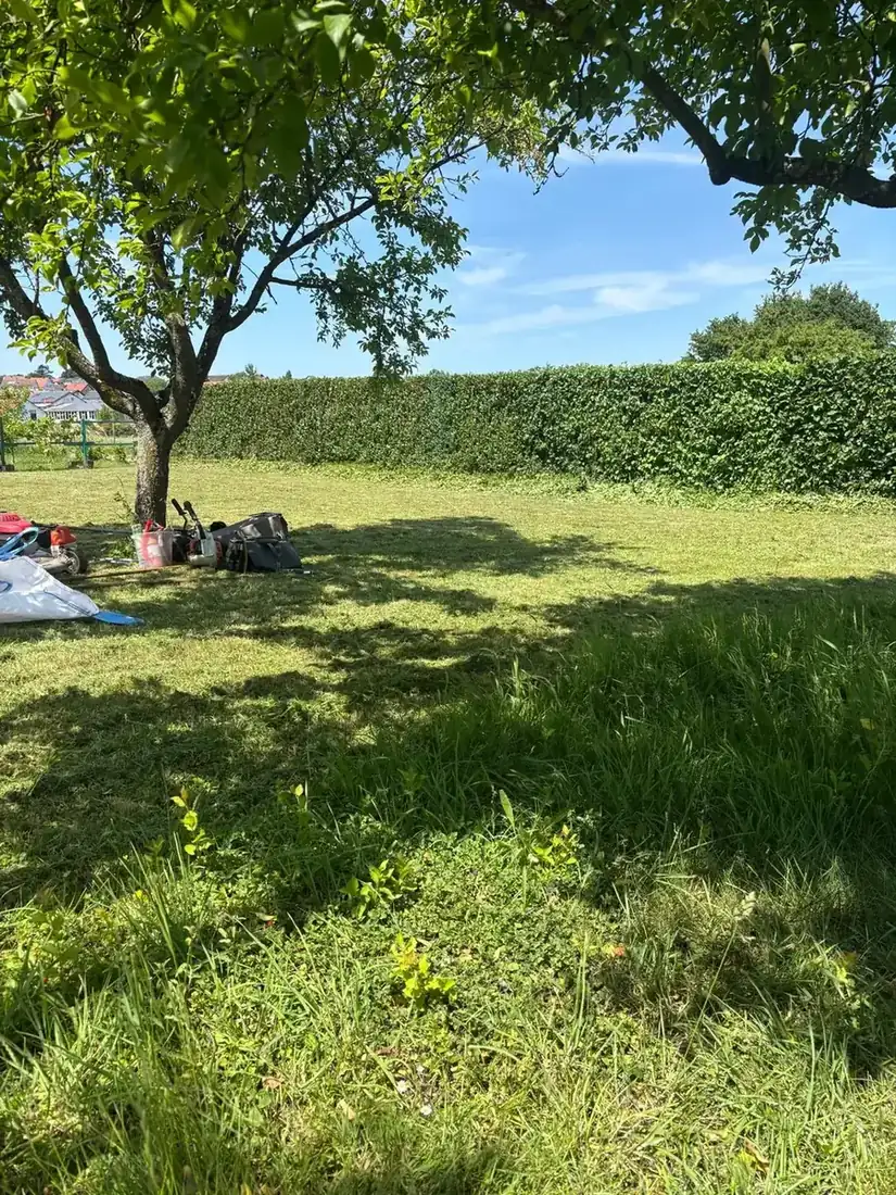 Wiese mit Obstbaum nach der Mahd