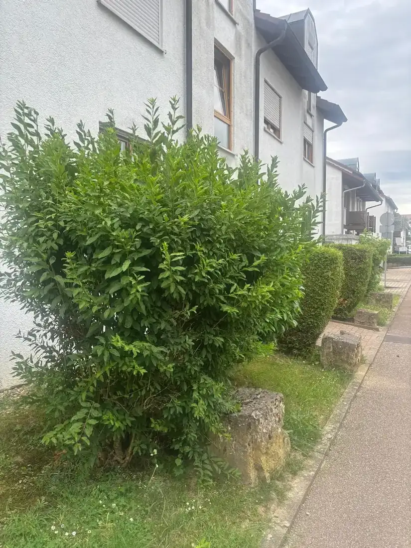 Strauch am Gehweg nach dem Rückschnitt