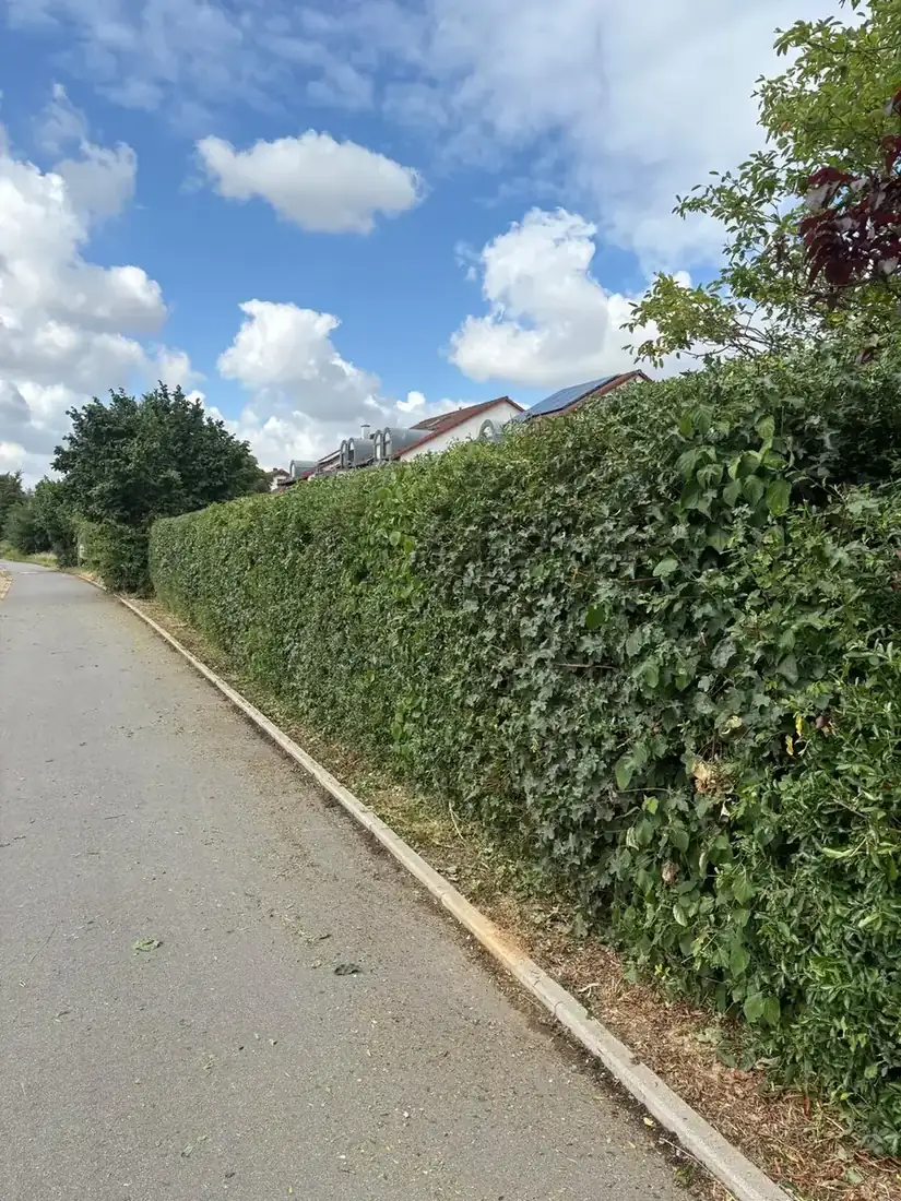 Lange Straßenhecke, gleichmäßig geschnitten