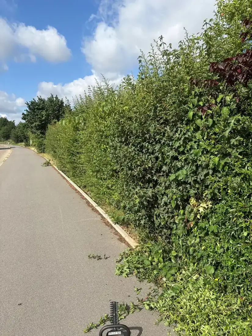 Heckenzug entlang eines Feldwegs nach dem Schnitt